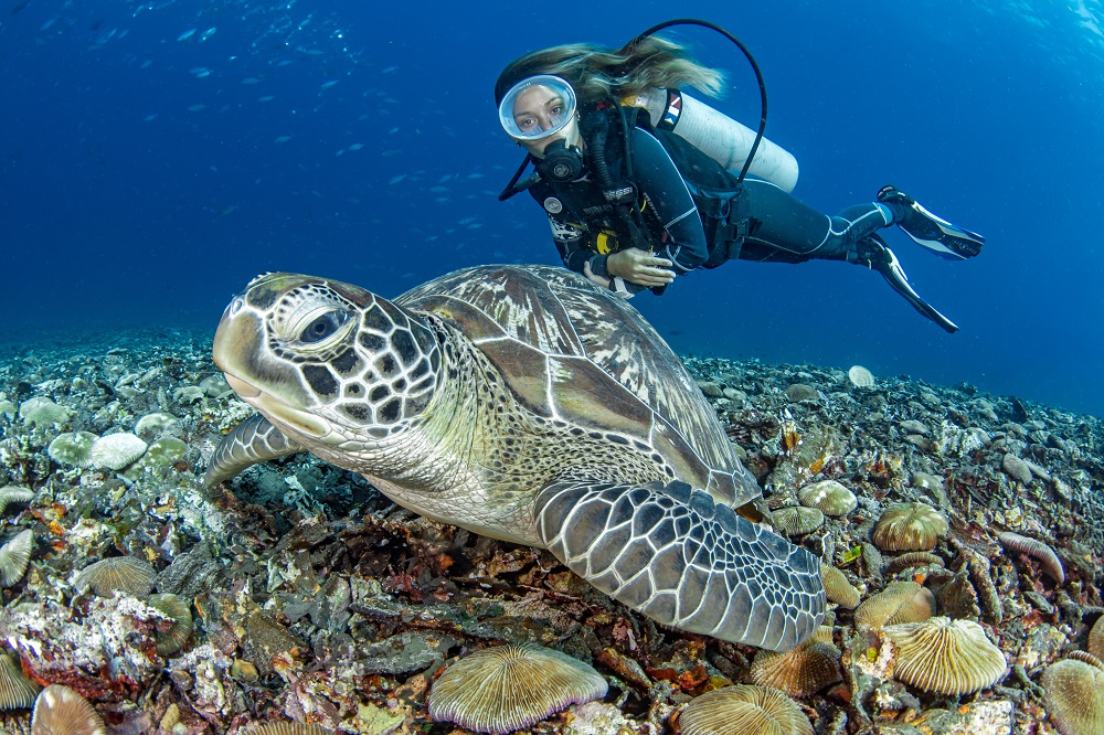 Tauchen im Roten Meer, Hurghada, Ägypten