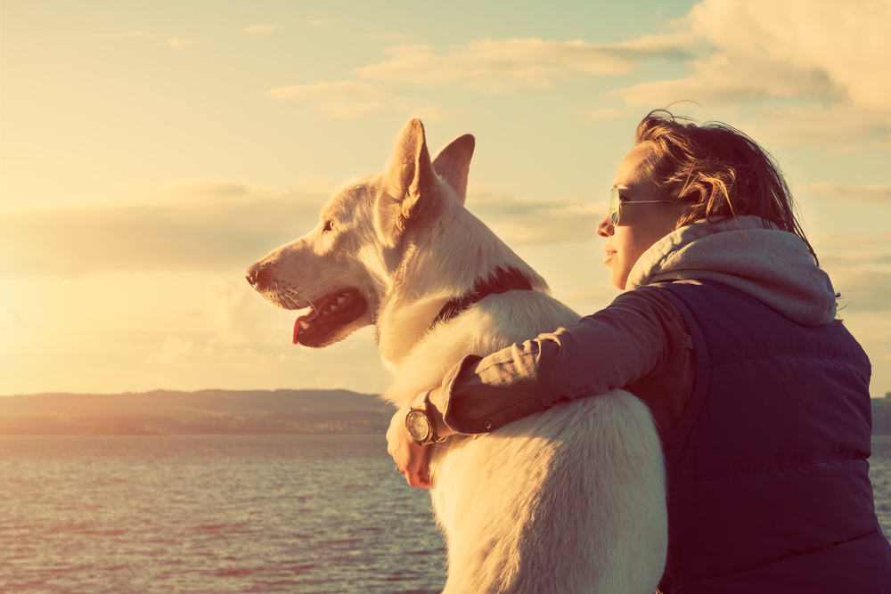 Urlaub mit Hund in Dänemark: Wissenswertes und Tipps