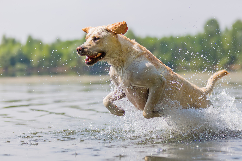 Baden mit Hund: Wie das nasse Freizeitvergnügen nicht zum Reinfall wird