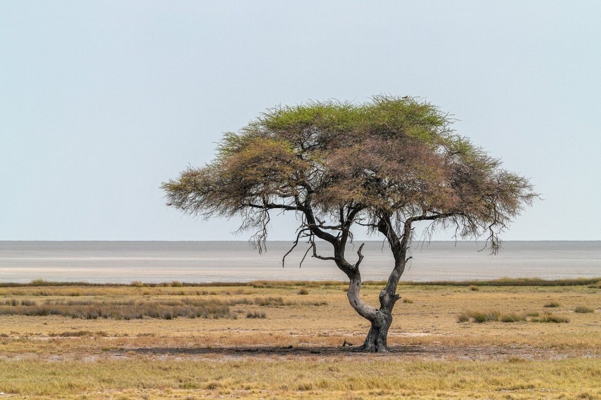 Afrikas perfekte Kombination: Safari-Abenteuer und Strandparadies in einer Reise